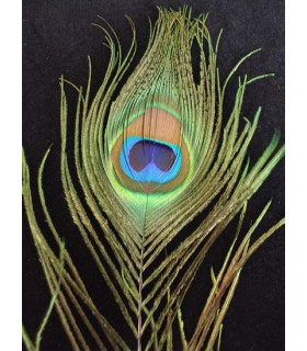 PLUMA DE PAVO REAL 80 CMS.