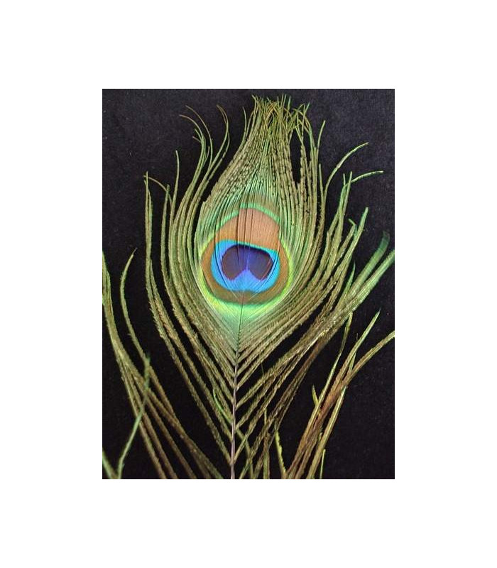 PEACOCK FEATHER 80 CMS.