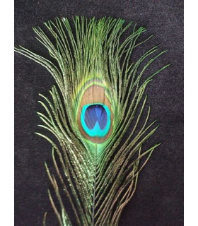 PLUMA DE PAVO REAL 20 - 25 CMS.
