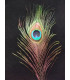 PLUMA DE PAVO REAL 20 - 25 CMS.