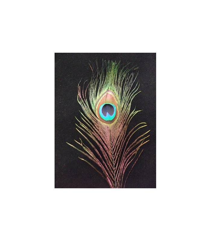 PLUMA DE PAVO REAL 20 - 25 CMS.
