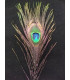 PLUMA DE PAVO REAL 20 - 25 CMS.