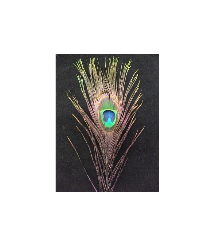 PLUMA DE PAVO REAL 20 - 25 CMS.