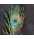 PLUMA DE PAVO REAL 20 - 25 CMS.