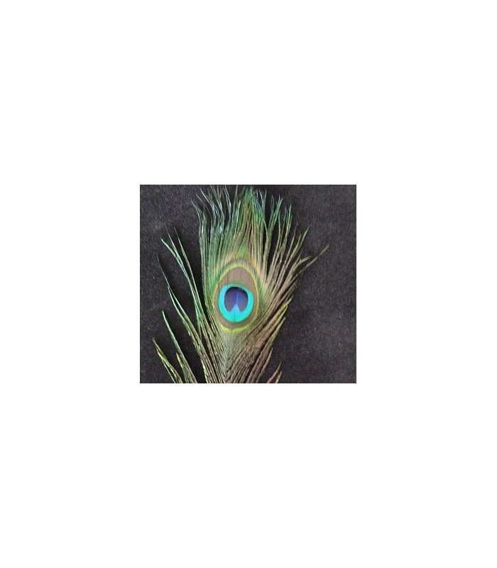 PLUMA DE PAVO REAL 20 - 25 CMS.