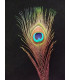 PLUMA DE PAVO REAL 20 - 25 CMS.