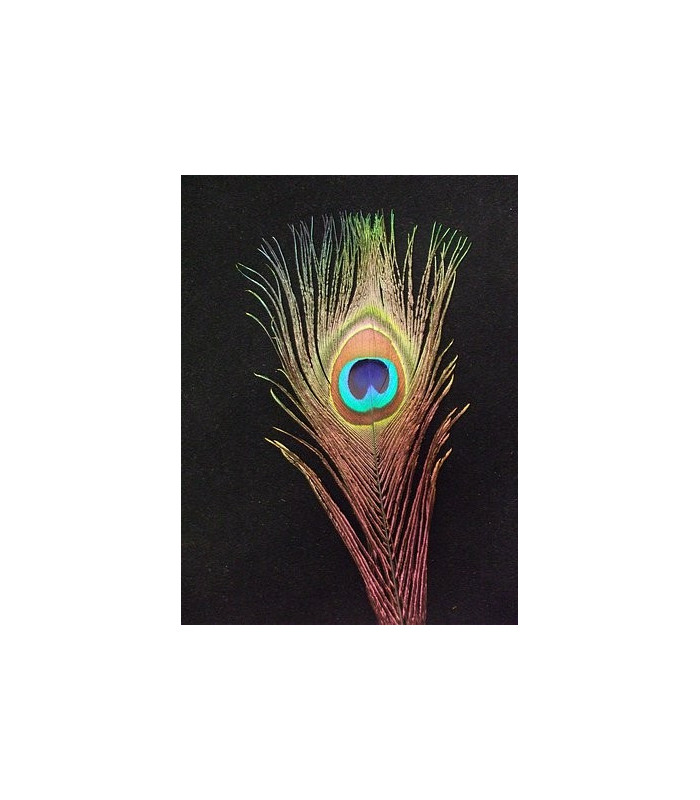 PLUMA DE PAVO REAL 20 - 25 CMS.