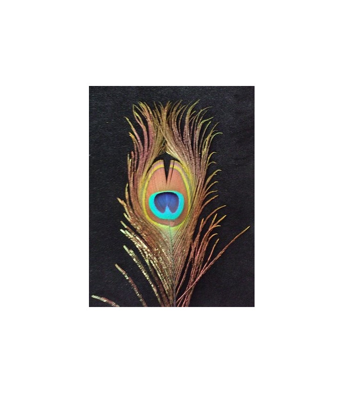 PLUMA DE PAVO REAL 20 - 25 CMS.