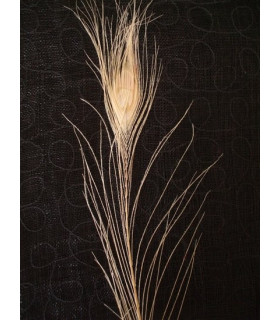 PLUMA DE PAVO REAL DECOLORADA 95 - 100 CMS.