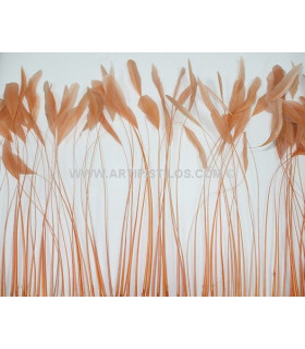 STRIPPED COQUE FEATHER 25/30 CMS.